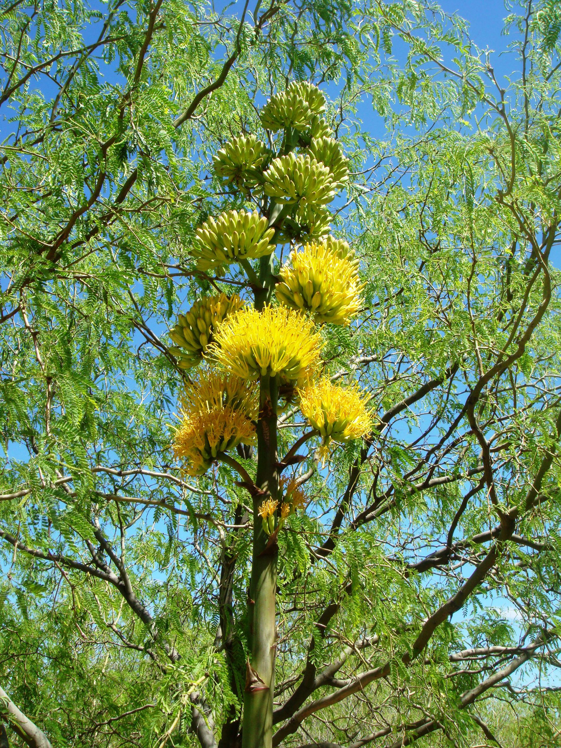 Agave-chrysantha-Desert Botanical Garden