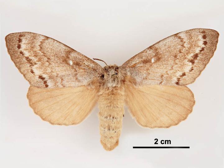Siberian silk moth