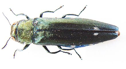 oak splendor beetle