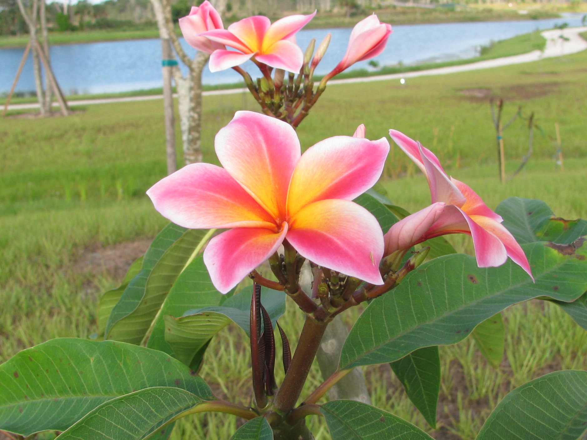 Nationally Accredited Plumeria CollectionTM at Naples Botanical Garden.