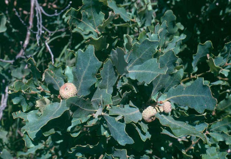 Quercus_havardii_leaves-acorns