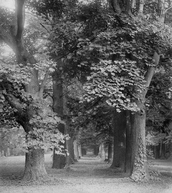 Peirces_Trees_Colln_circa_1910 Longwood (1)