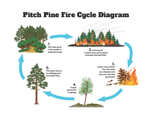 fire cycle diagram with the five stages