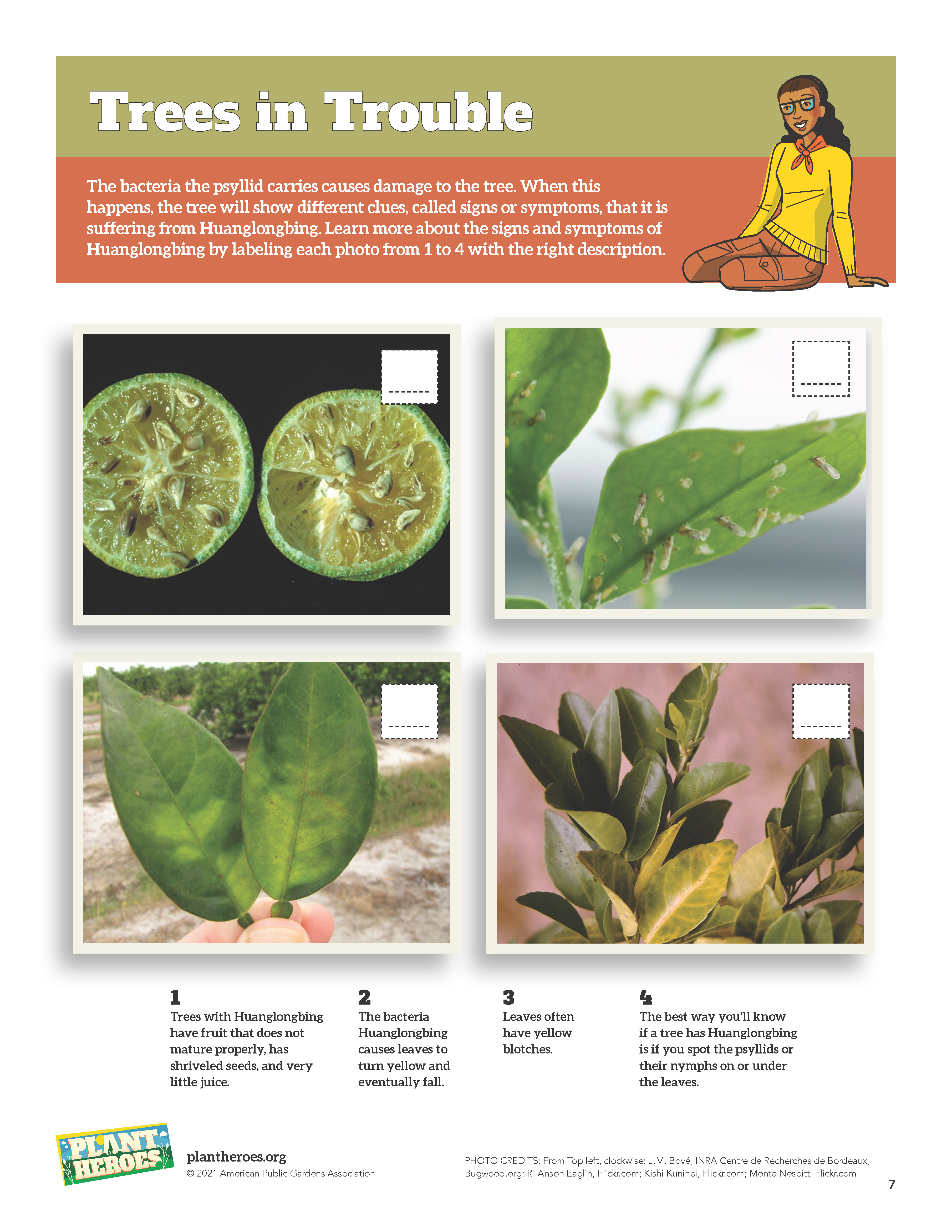 photos on pest on the citrus plants