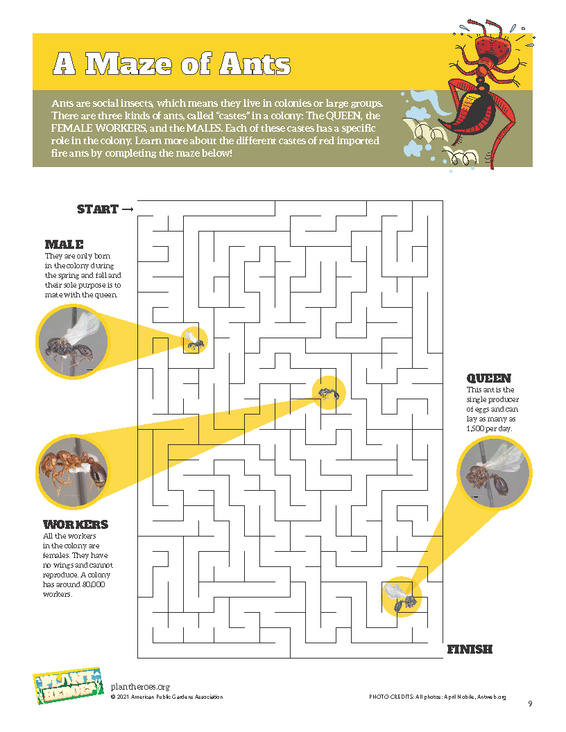Help the ants find their way through the maze image.