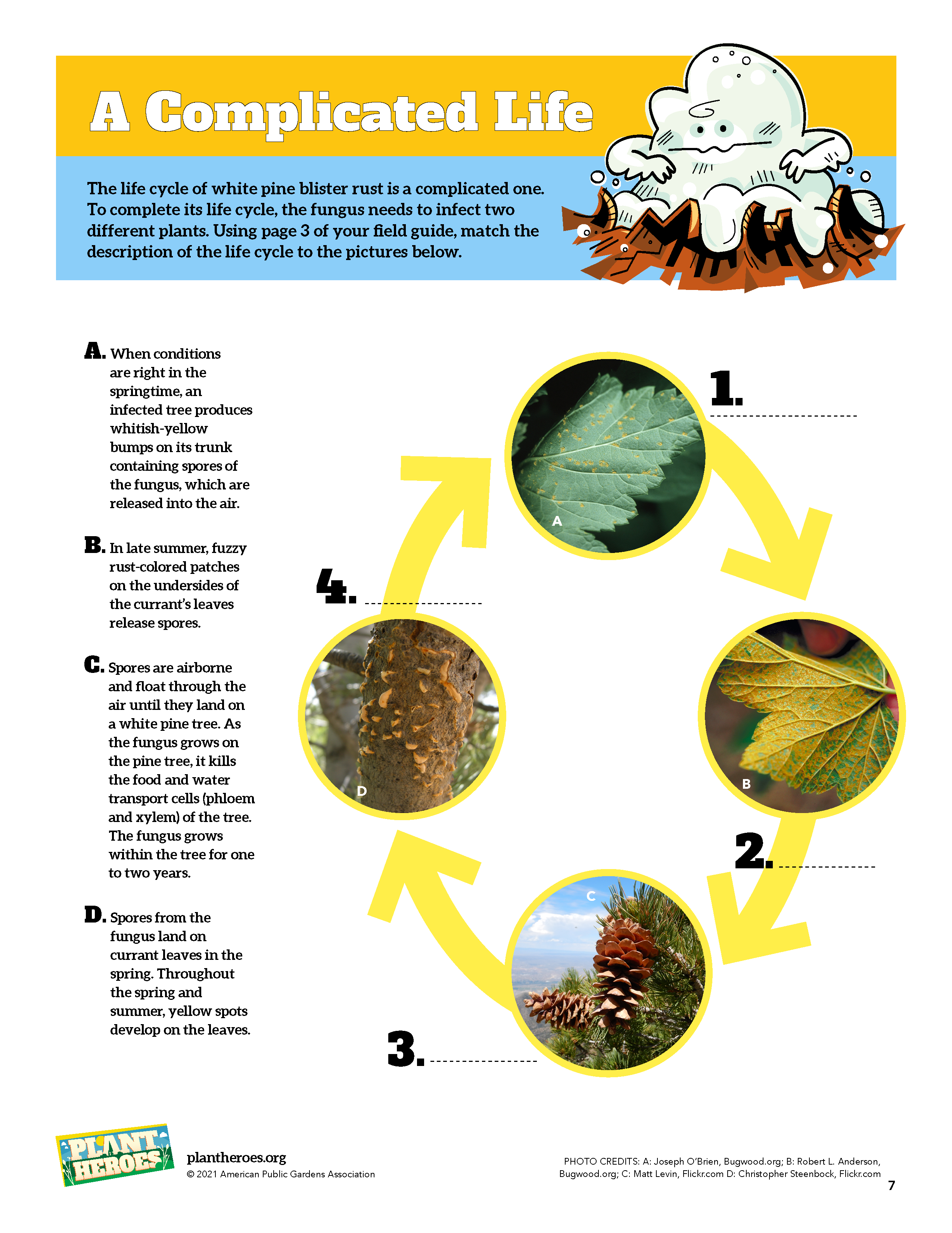 Images of the life cycle of the white pine blister rust
