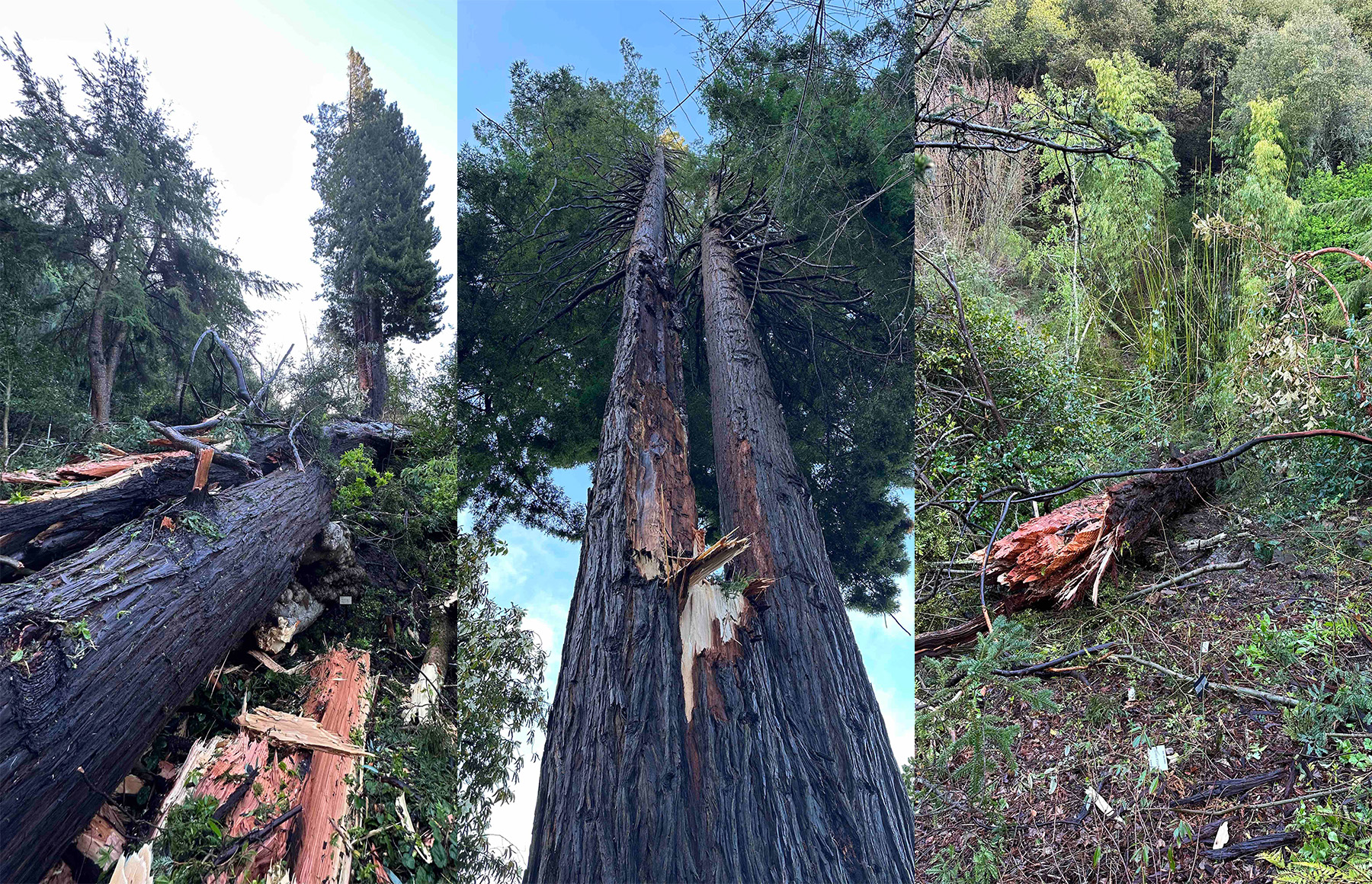 University of California Botanical Garden storm damage