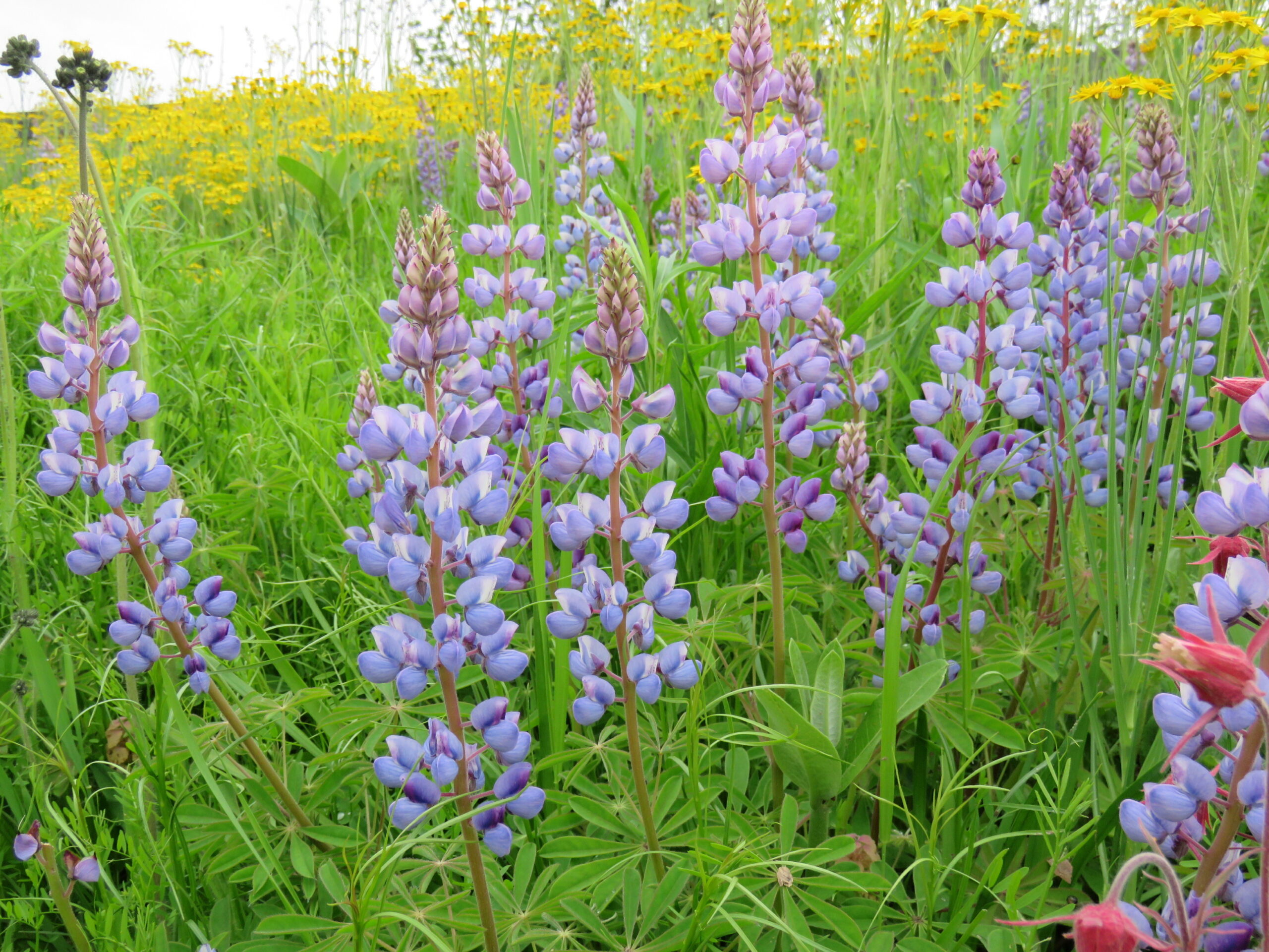 purple lupines in a field